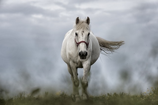Alles wat je moet weten over paardendekens