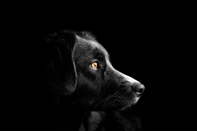 Glucosamine voor honden: voordelen en toepassingen